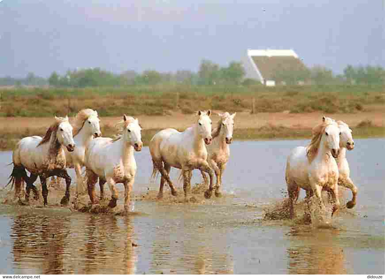 Animaux - Chevaux - Camargue - Voir Timbre - Flamme Postale - CPM - Voir Scans Recto-Verso - Pferde