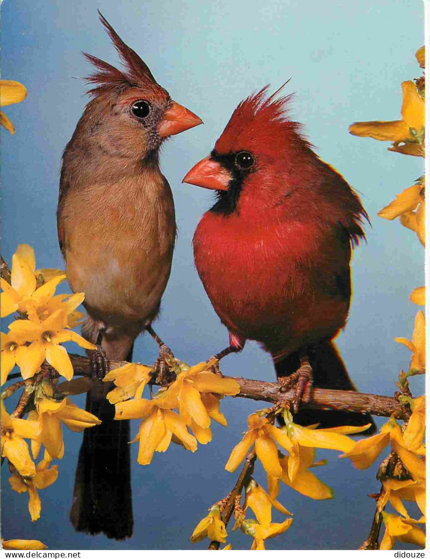 Animaux - Oiseaux - Cardinal - Roter Kardinal - Pyrrhuloseia Cardinalis - CPM - Carte Neuve - Voir Scans Recto-Verso - Birds