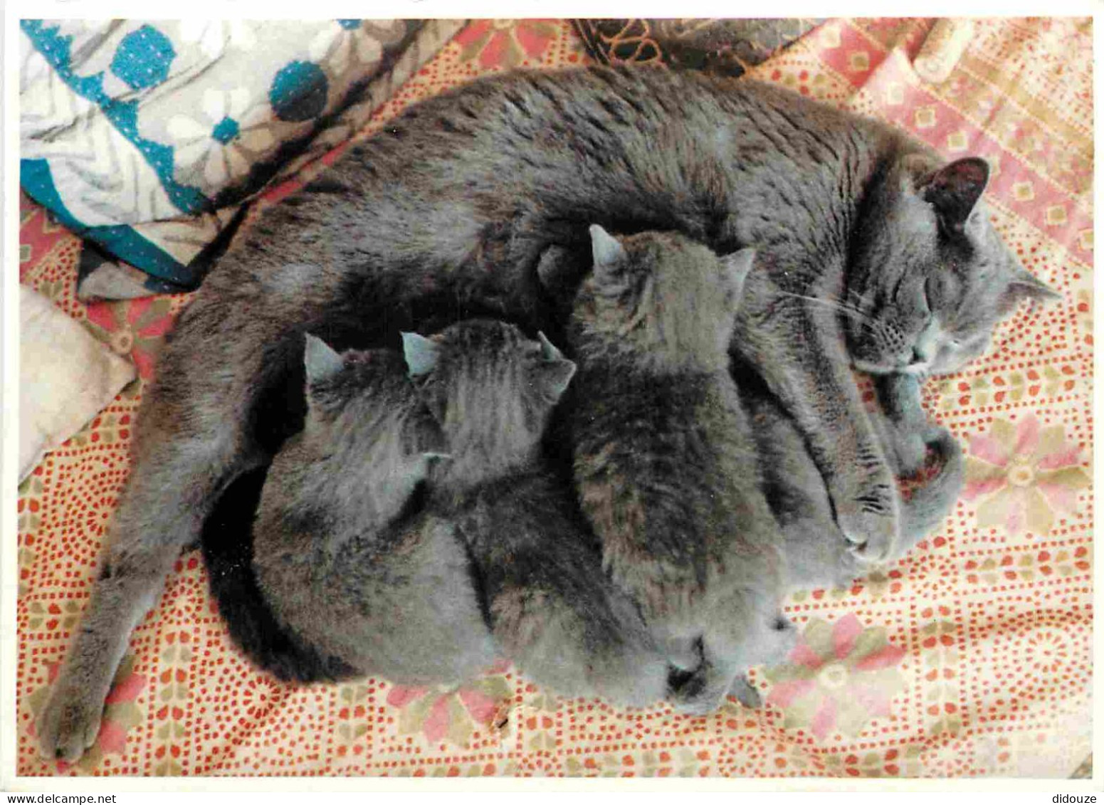 Animaux - Chats - CPM - Voir Scans Recto-Verso - Cats