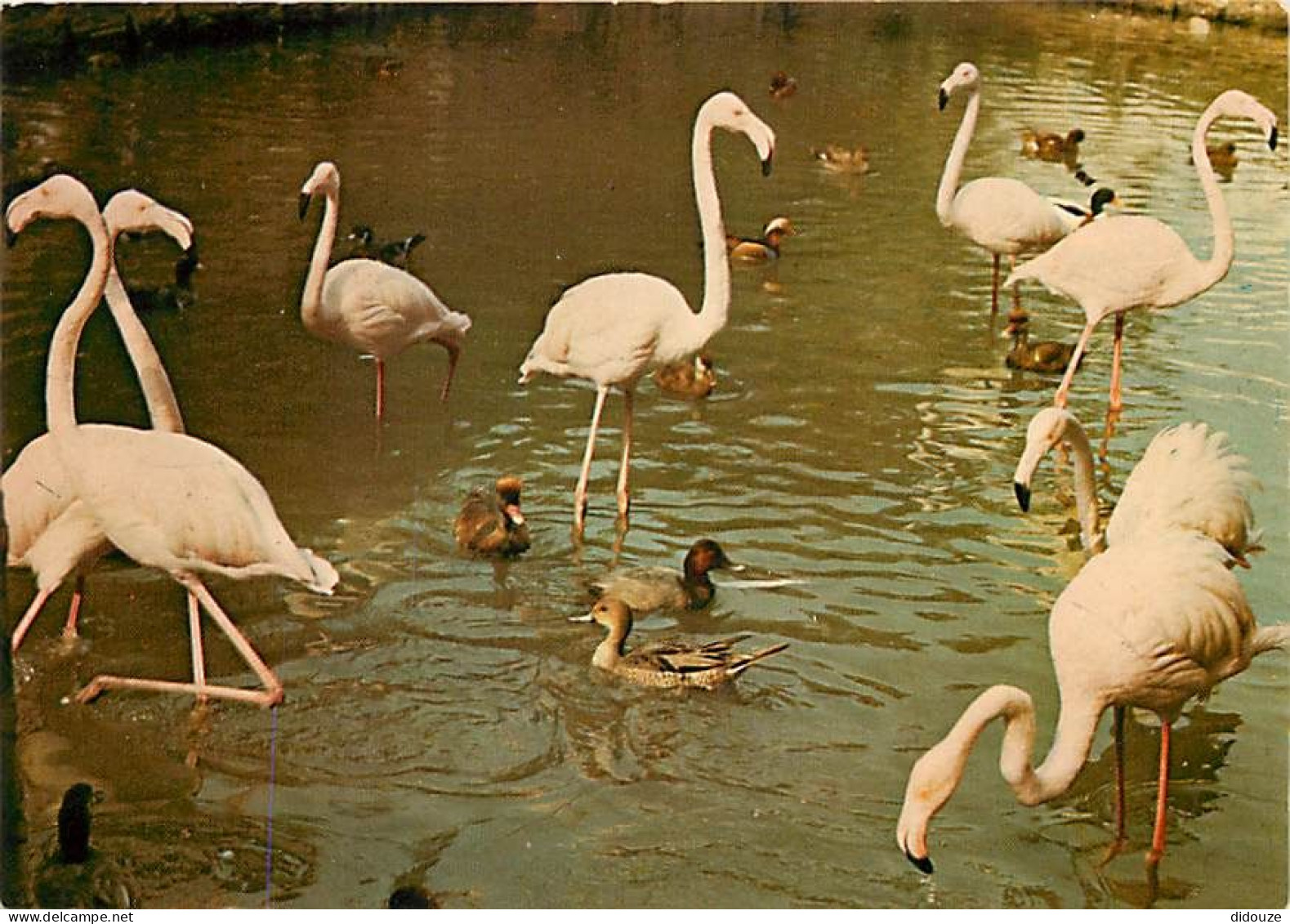 Oiseaux - Flamants Roses - Camargue - Flamingos - CPM - Voir Scans Recto-Verso - Vögel