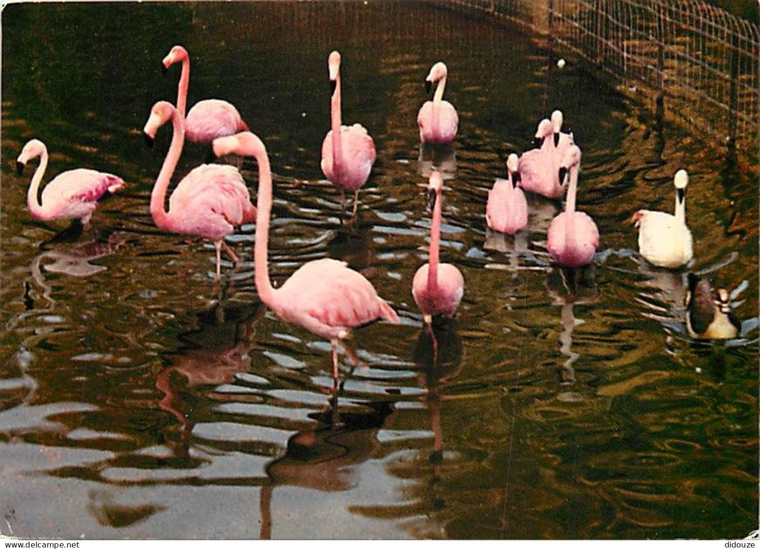 Oiseaux - Flamants Roses - Camargue - Flamingos - CPM - Voir Scans Recto-Verso - Vögel