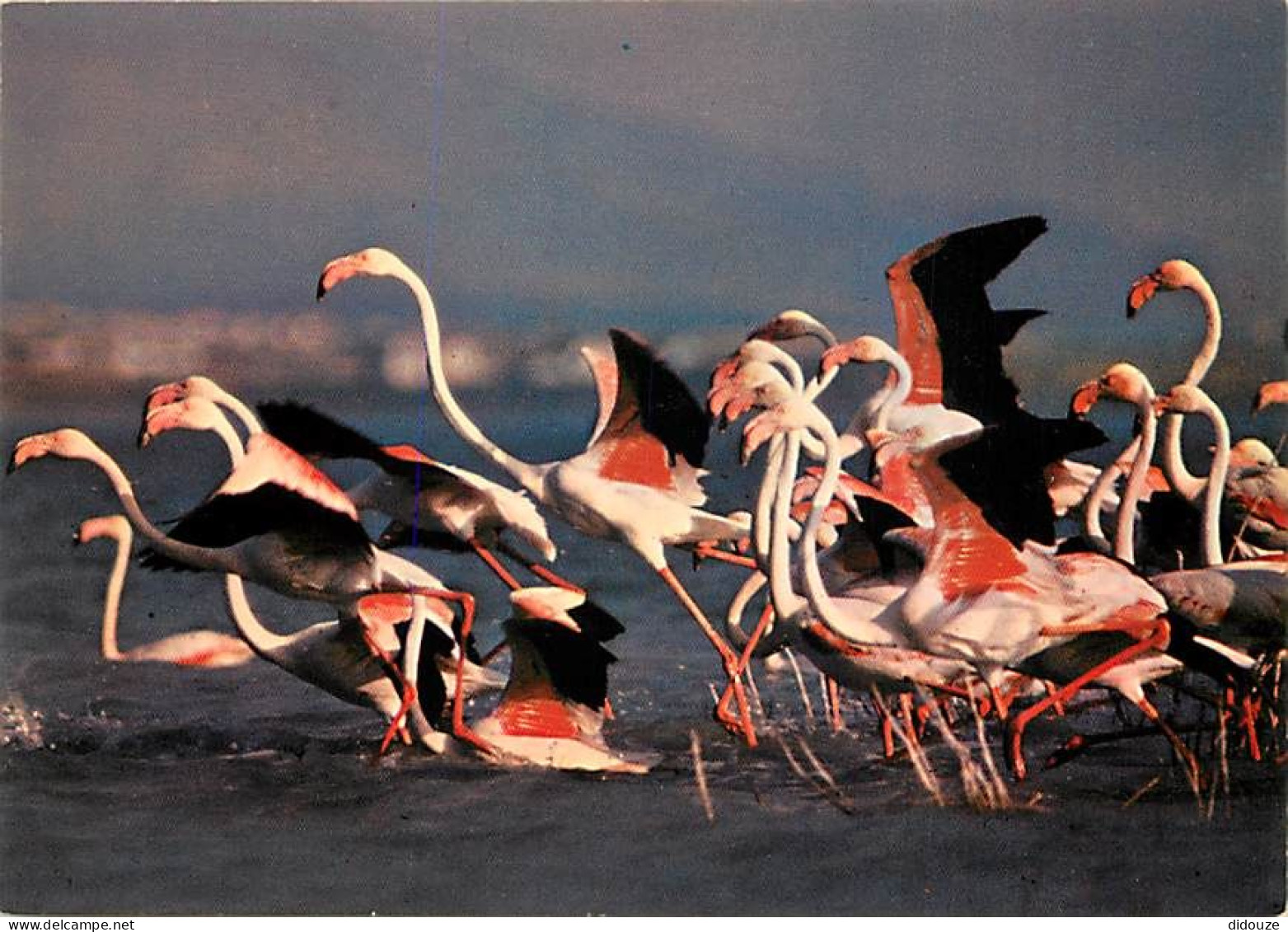 Oiseaux - Flamants Roses - Camargue - Flamingos - CPM - Voir Scans Recto-Verso - Vögel