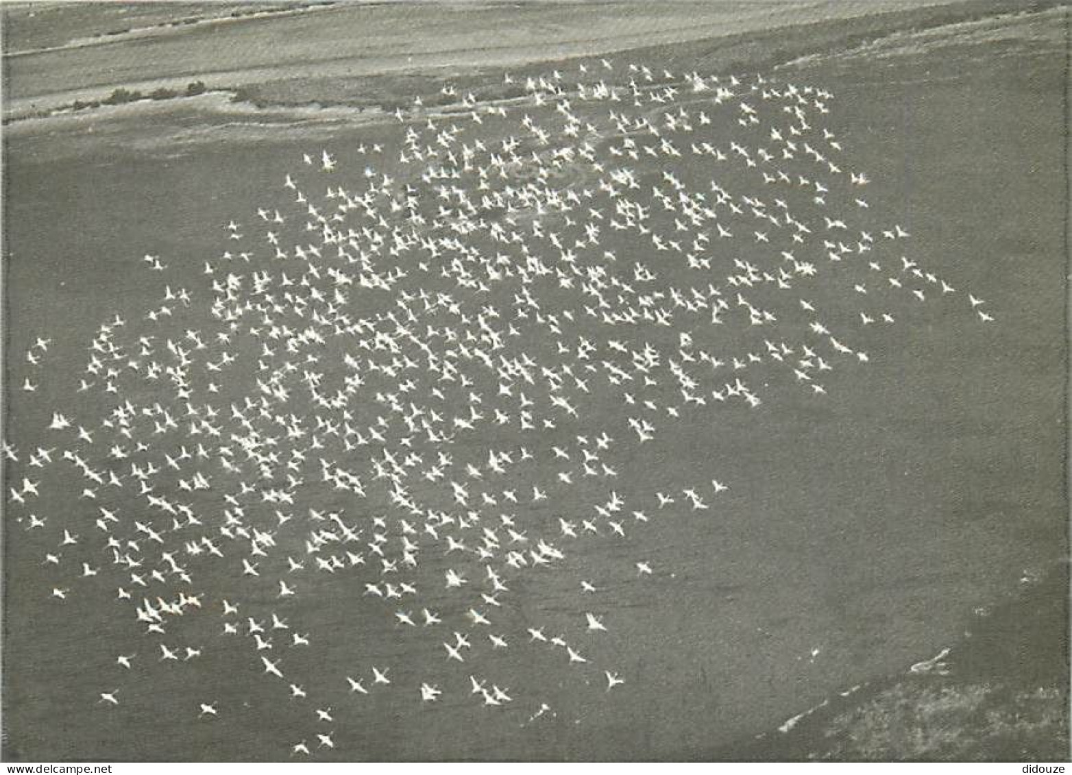 Oiseaux - Flamants Roses - Camargue - Flamingos - CPM - Voir Scans Recto-Verso - Vögel