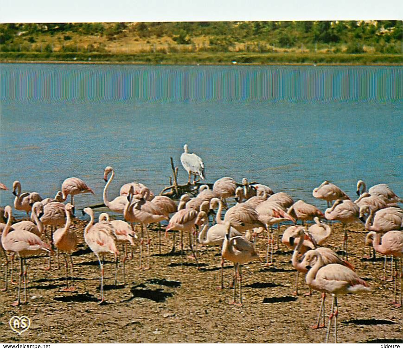 Oiseaux - Flamants Roses - Flamingos - CPM - Voir Scans Recto-Verso - Vögel