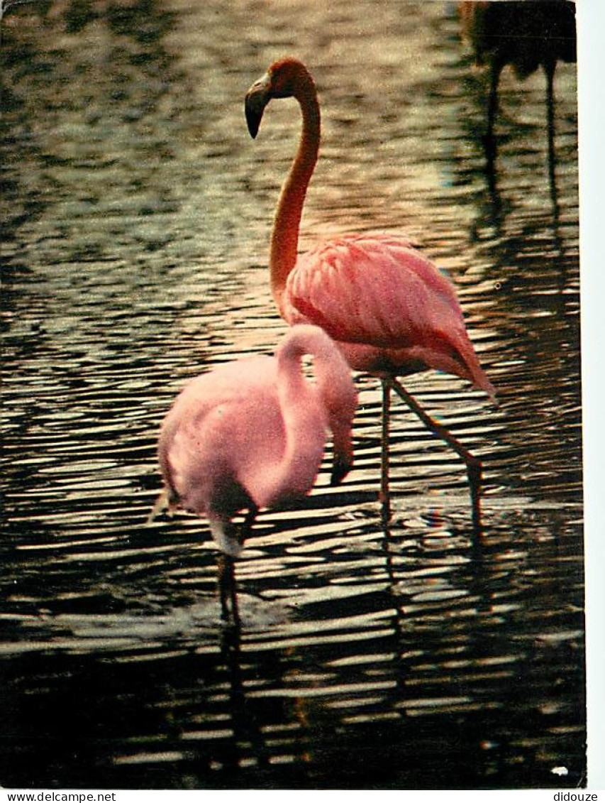 Oiseaux - Flamants Roses - Flamingos - CPM - Voir Scans Recto-Verso - Vögel