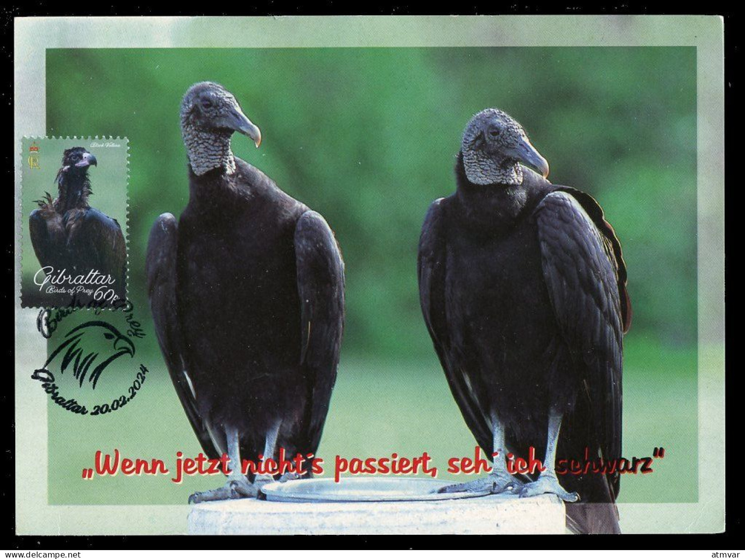 GIBRALTAR (2024) Carte Maximum Card - Birds Of Prey - Black Vulture, Coragyps Atratus, Urubu Noir, Rabengeier, Buitre - Gibilterra