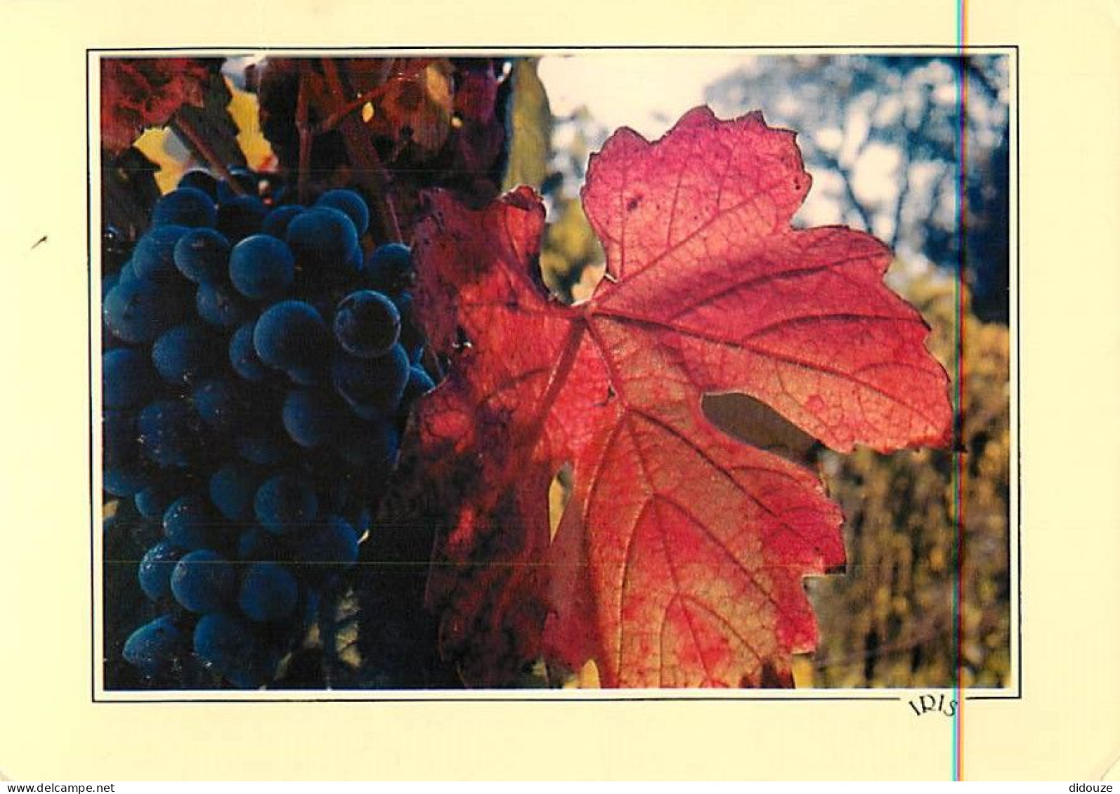 Vignes - Symphonie D'automne - Raisins - CPM - Voir Scans Recto-Verso - Vignes