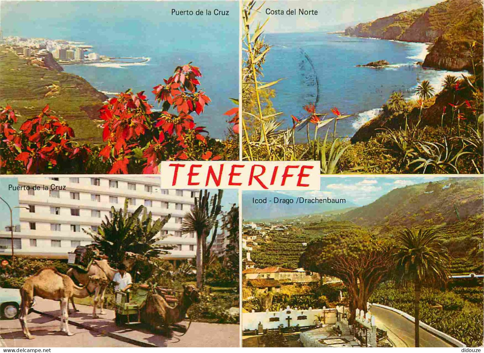 Espagne - Espana - Islas Canarias - Tenerife - Multivues - Chameaux - CPM - Voir Scans Recto-Verso - Tenerife
