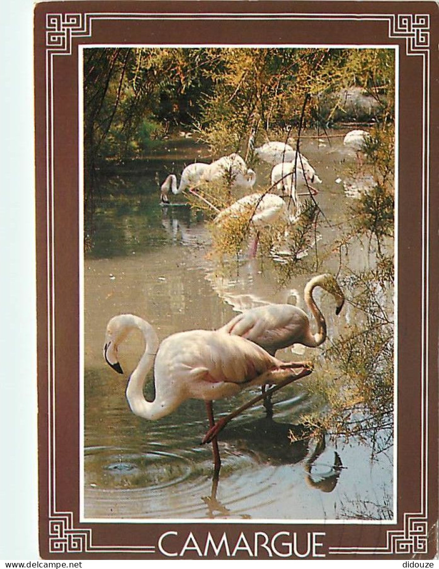 Oiseaux - Flamants Roses - Camargue - Flamingos - CPM - Voir Scans Recto-Verso - Birds