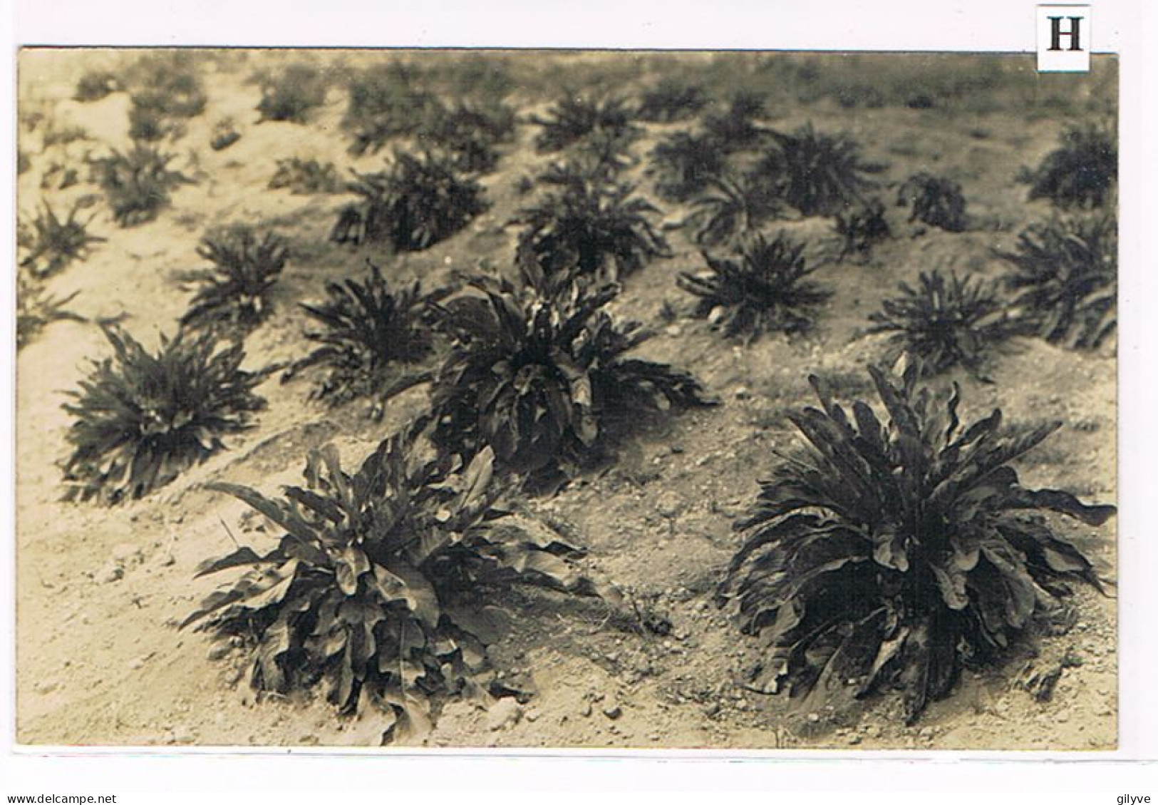 Rare Carte Photo. Mexique. San Patricio. Valériane Mexicaine. (005) - Cultivation