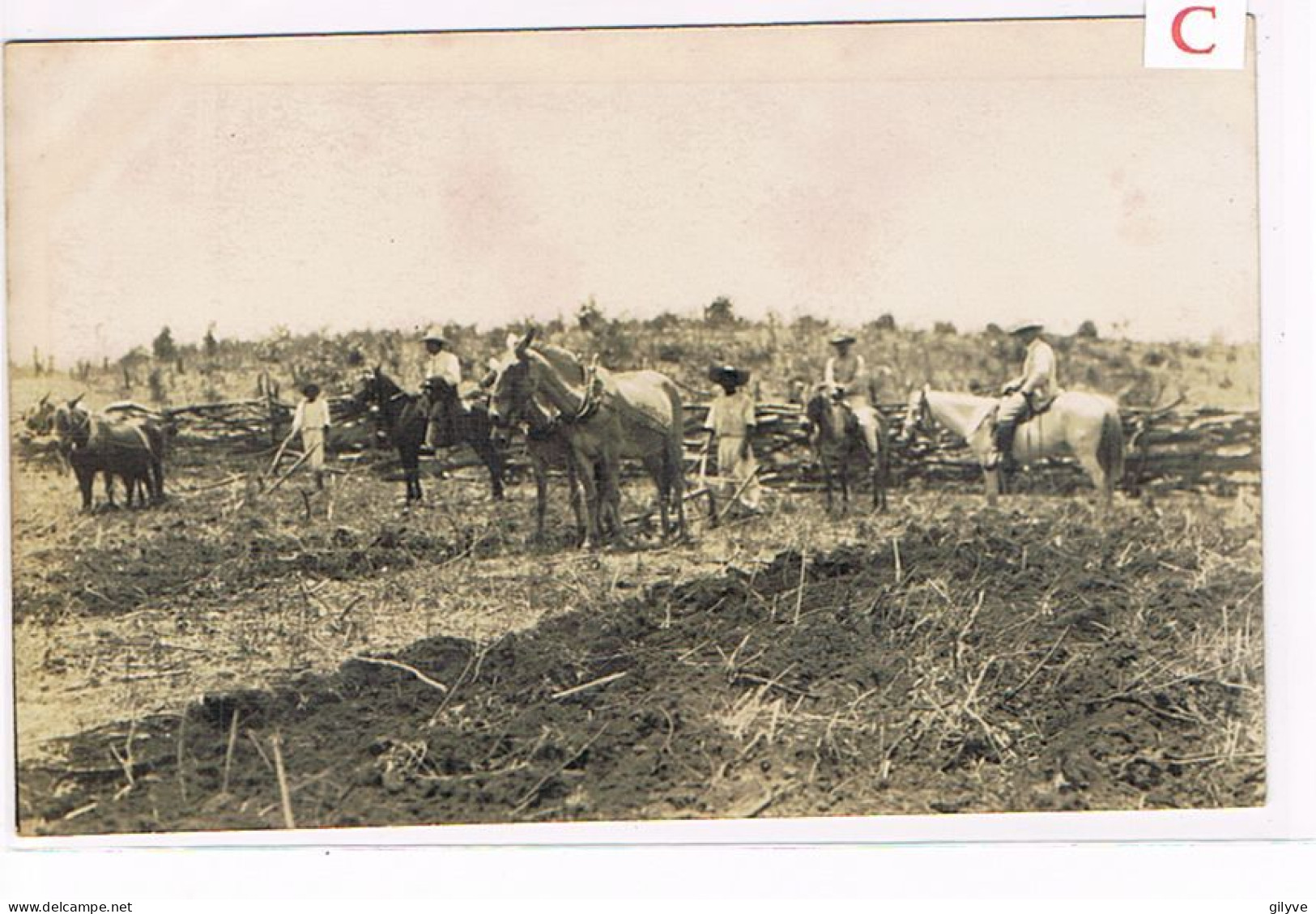 Rare Carte Photo. Mexique. Plantation De Café De San Patricio. Les Labours. Mr.Valéra. Hocquart Et Ramirez   (015) - Culture