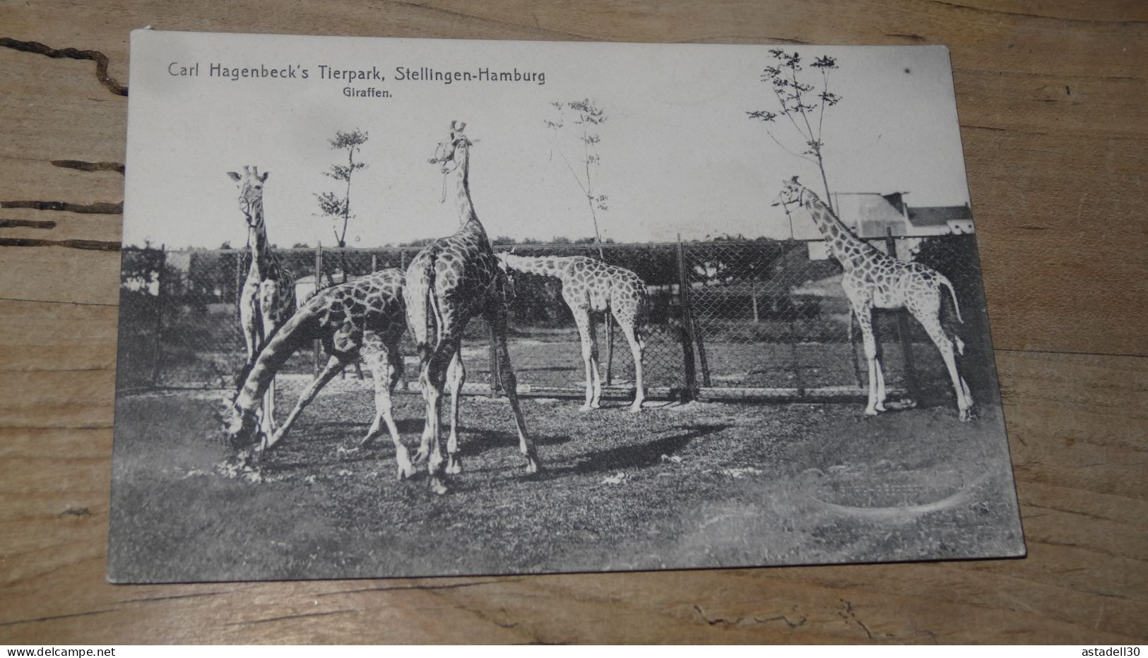 Carl Hagenbeck's Tierpark, STELLINGEN HAMBURG, Giraffen ................ BE-18402 - Stellingen