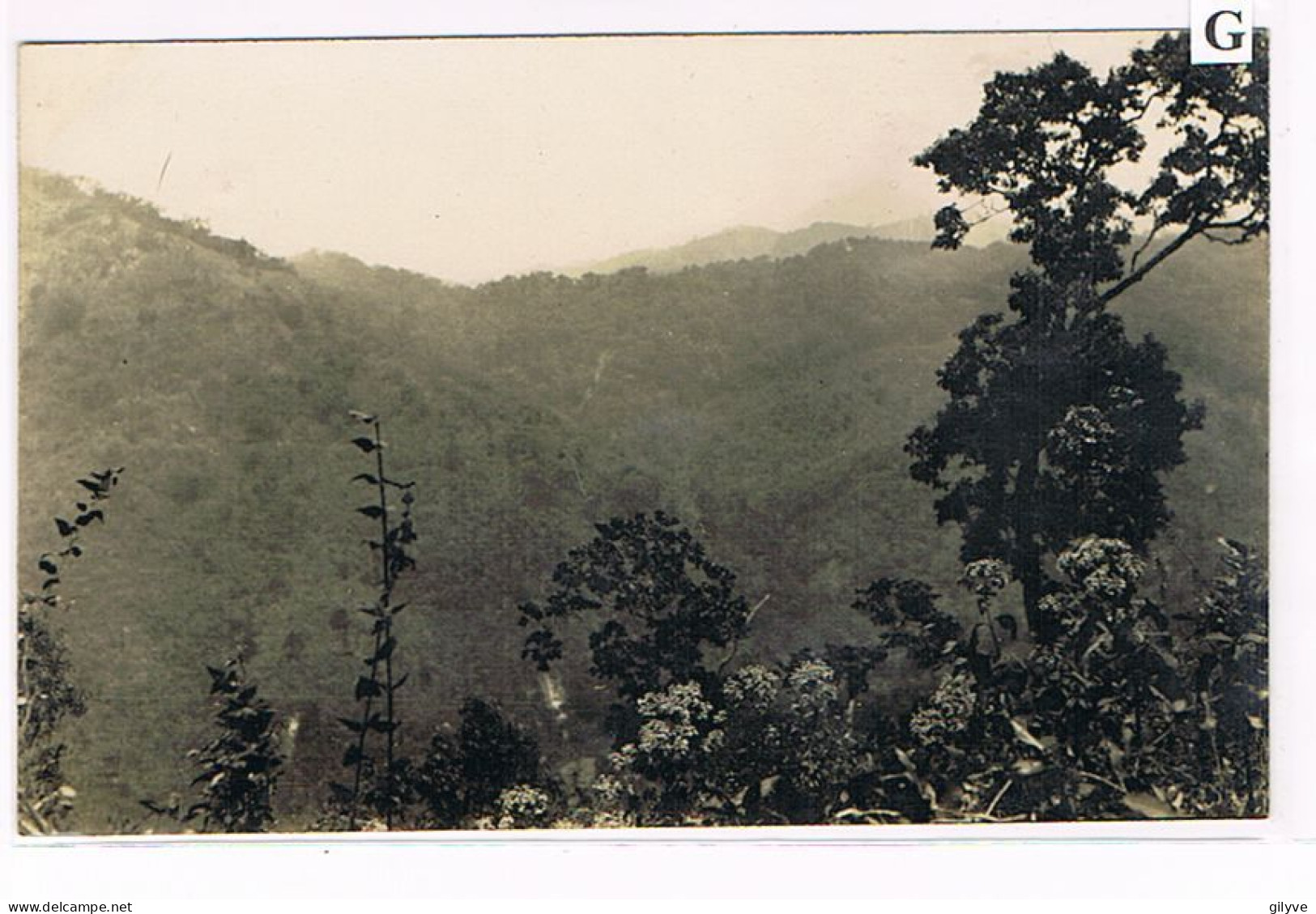 Rare Carte Photo. Mexique. Plantation De Café De San Patricio. Le Tecolote. Futaies Pour La Plantation.  (023) - Landwirtschaftl. Anbau