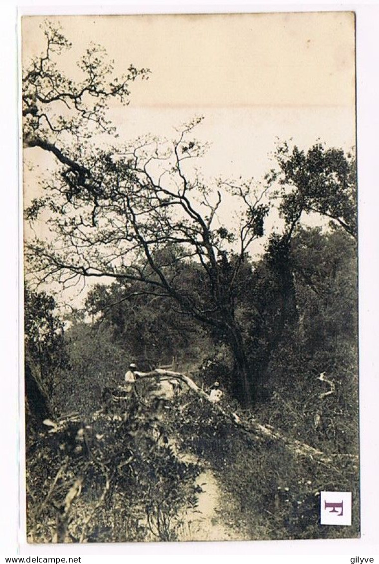 Rare Carte Photo. Mexique. Plantation De Café De San Patricio. Un Roble Négro. Voir Au Verso. (025) - Landbouw