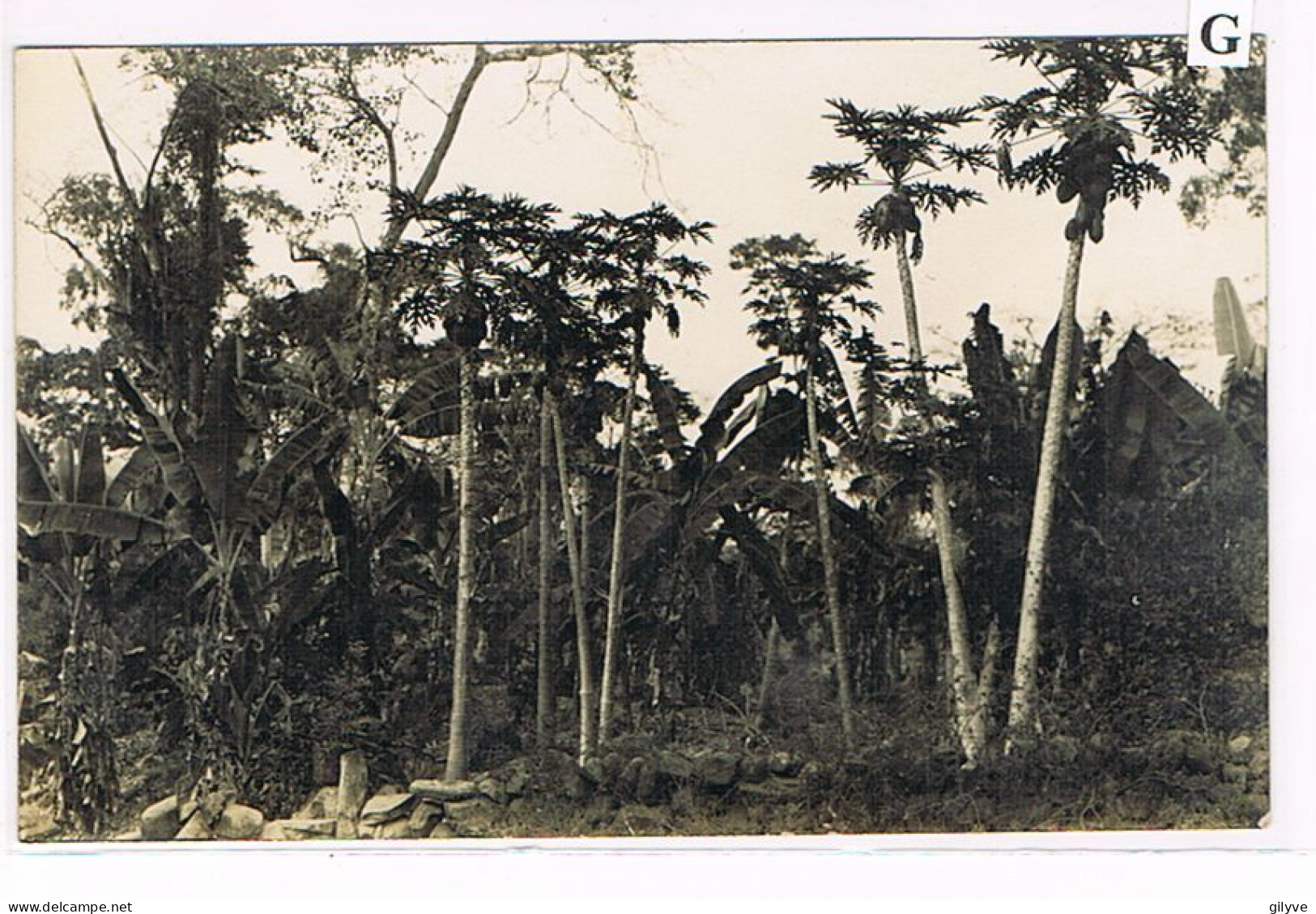 Rare Carte Photo. Mexique. Plantation De Café De San Patricio. Papayers âgés.  (027) - Landbouw