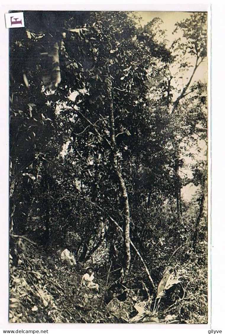 Rare Carte Photo. Mexique. Plantation De Café De San Patricio. Défrichement Au Tecolote.  (029) - Cultures