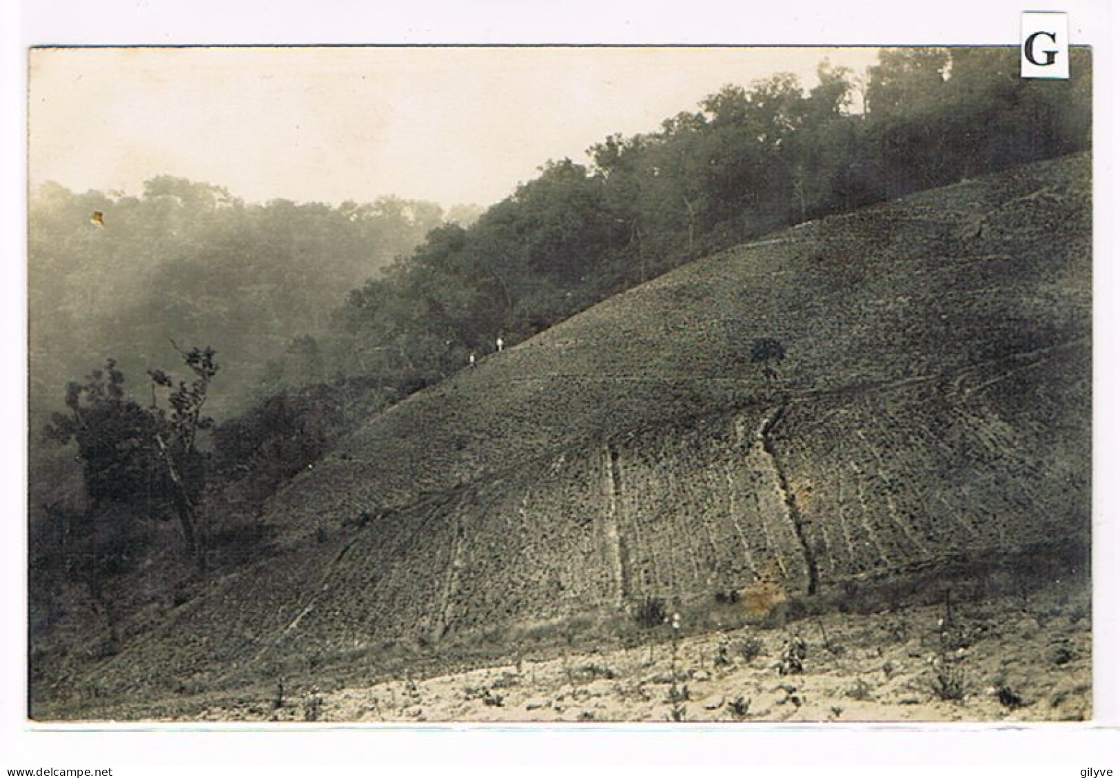 Rare Carte Photo. Mexique. Plantation De Café De San Patricio. Champ De Chicorée Au Potrero De La Cruz.   (033) - Landwirtschaftl. Anbau