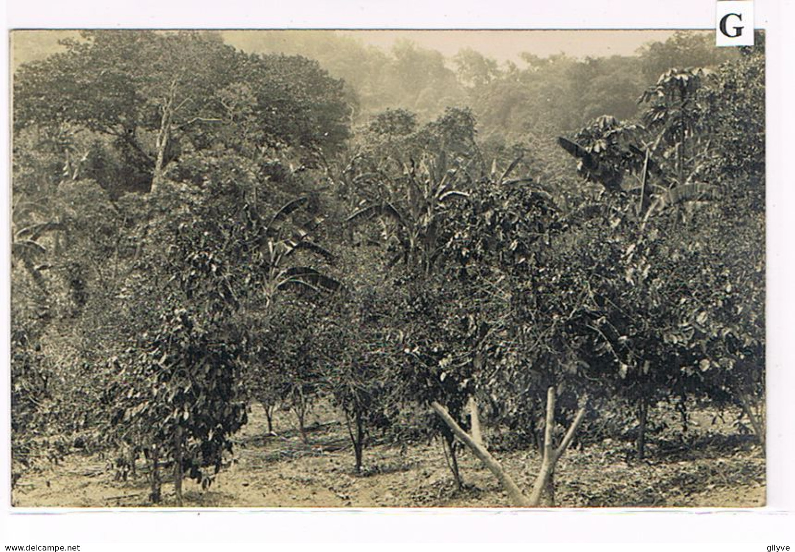 Rare Carte Photo. Mexique. Plantation De Café De San Patricio. Un Coin Du Cafétal. Le Sampallo.    (035) - Landwirtschaftl. Anbau