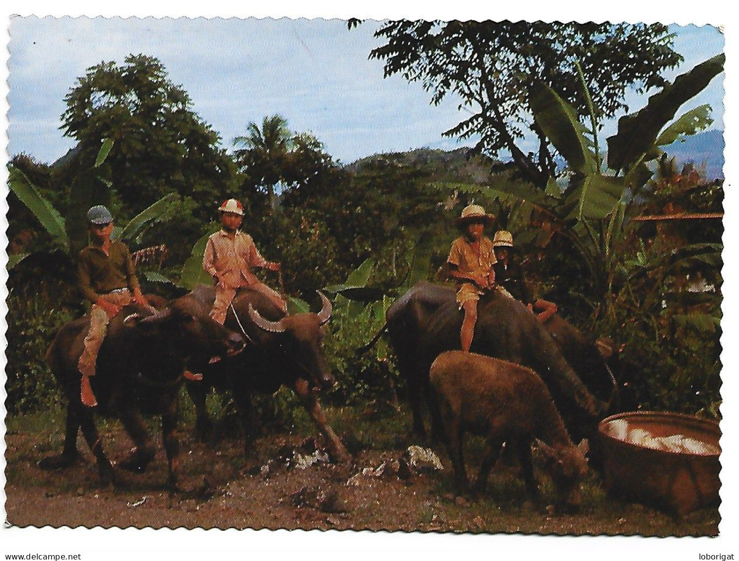 THE FARMERS CHILDREN ENJOY RIDING THEIR WATER BAFFALOS.-  HONG KONG.- ( CHINA ) - China (Hong Kong)