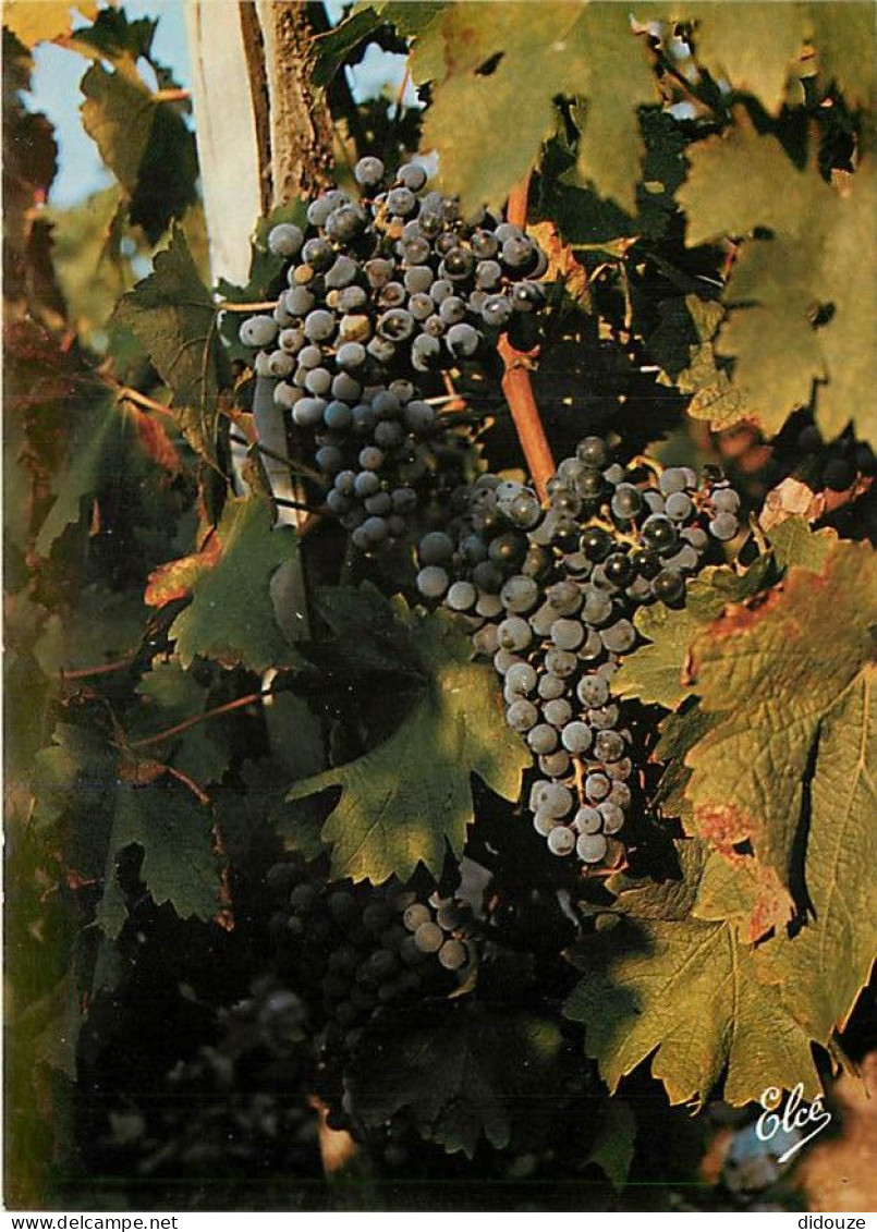 Vignes - Vendanges Bordelaises - Les Beaux Raisins Sur Le Pied De Vigne Avant La Vendange - CPM - Voir Scans Recto-Verso - Wijnbouw