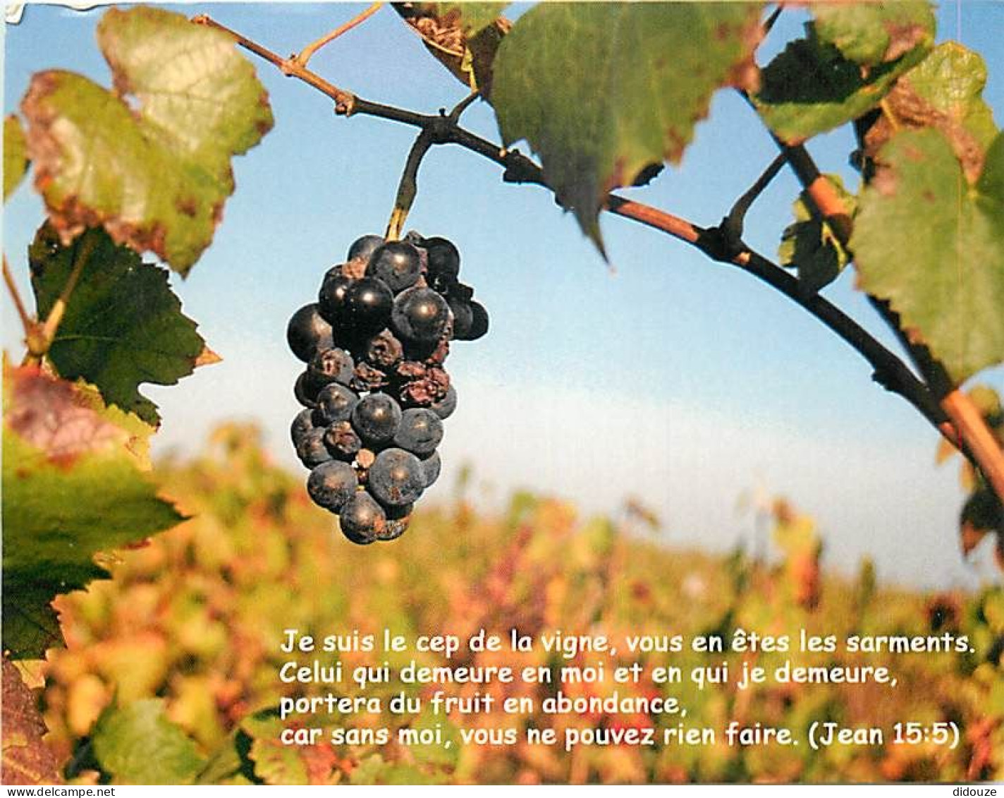 Vignes - Raisins - CPM - Carte Neuve - Voir Scans Recto-Verso - Vines