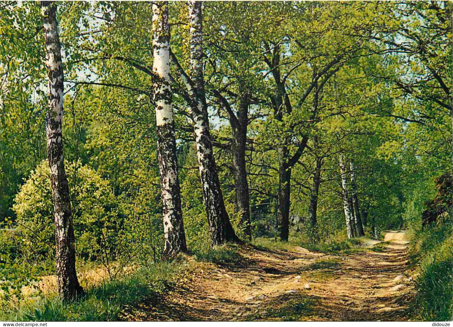Finlande - Forêt - Forest - Suomi - Finland - CPM - Voir Scans Recto-Verso - Finlande