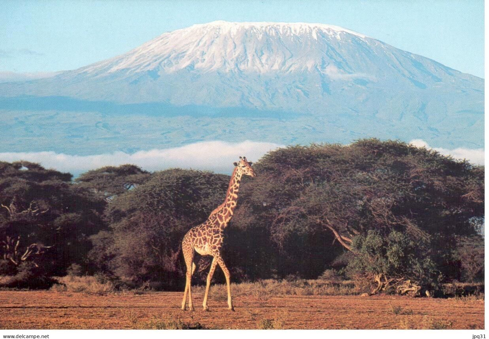 Carte Double Girafe - Kilimanjaro (Tanzanie) - Giraffe