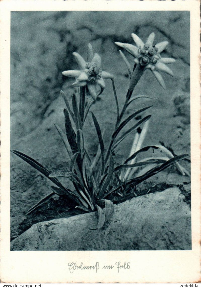 H1377 - Hoffmann Heinrich Foto Künstlerkarte - Edelweiß Im Schnee - Selbstverlag - Autres & Non Classés