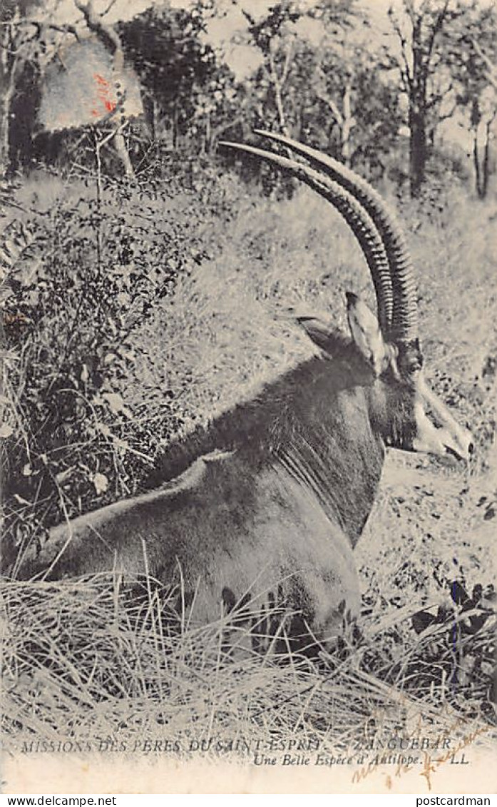 Tanganyika - Nice Specimen Of Antelope - Publ. Missions Des Pères Du Saint-Esprit  - Tanzanie