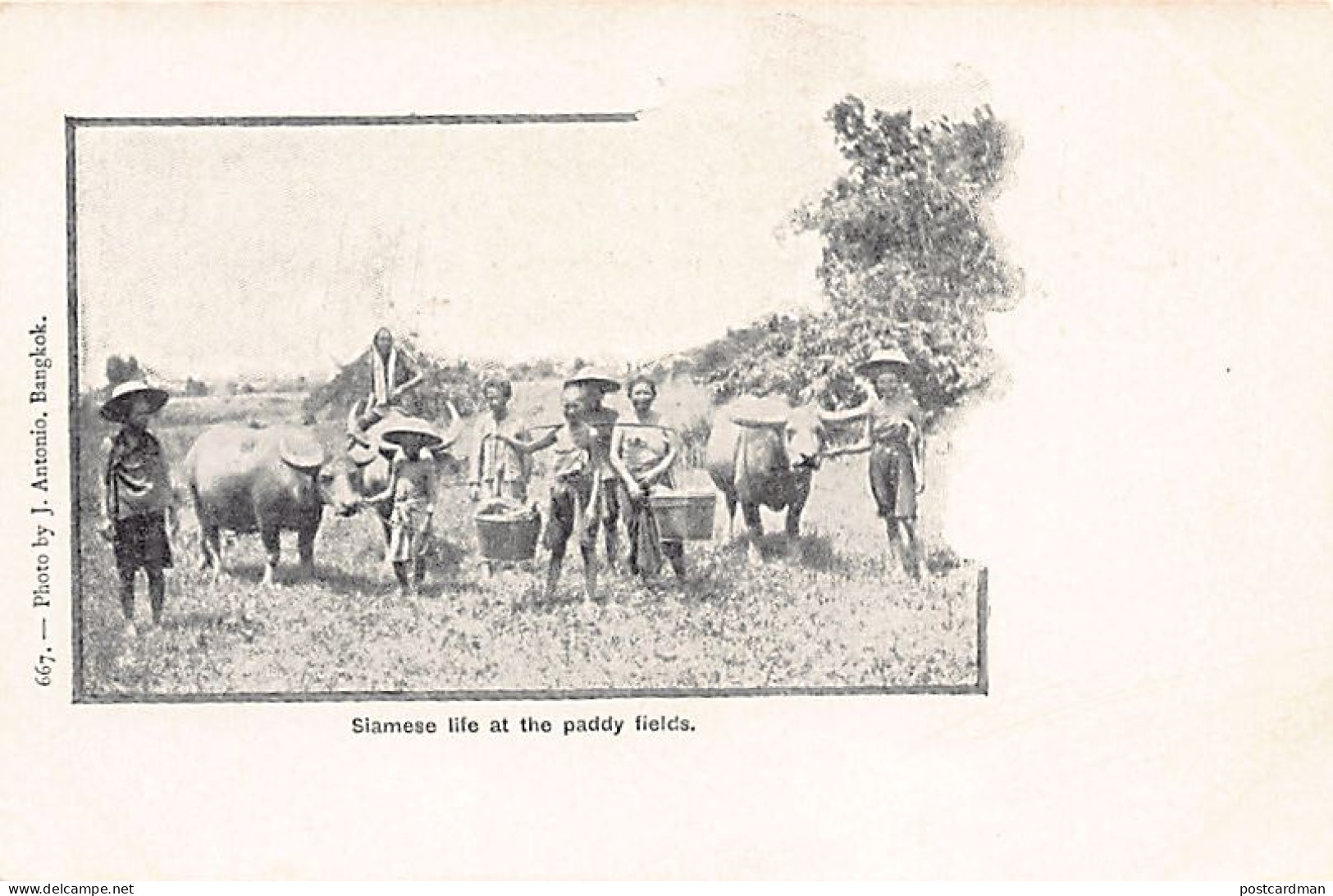 Thailand - Siamese Life At The Paddy Fields - Publ. J. Antonio 667. - Tailandia