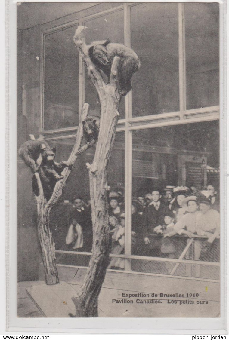 BELGIQUE ***Exposition De Bruxelles 1910 .Pavillon Canadien . Les Petits Ours **** - Exposiciones Universales