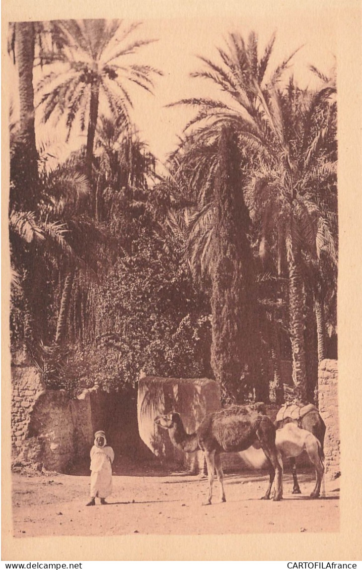ALGERIE LAGHOUAT Dans L'oasis - Laghouat