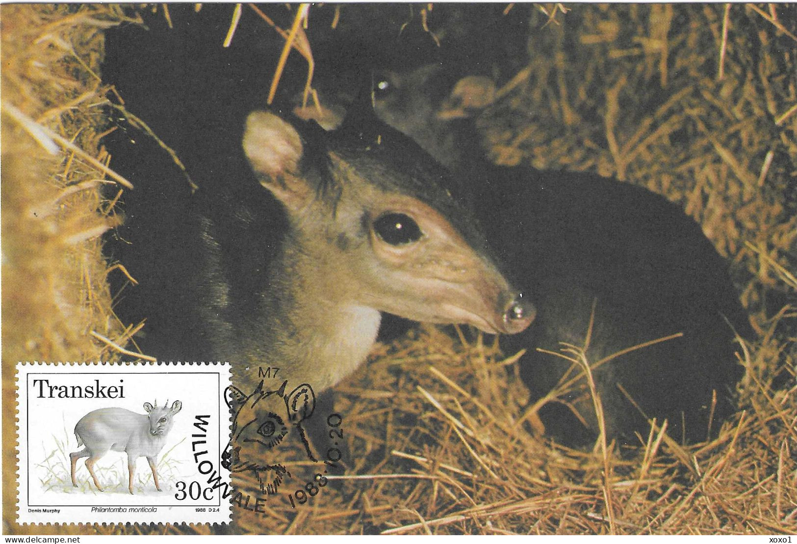 Transkei South Africa 1988 MiNr. 227  Animals Blue Duiker (Philantomba Monticola) MC 1.30 € - Transkei