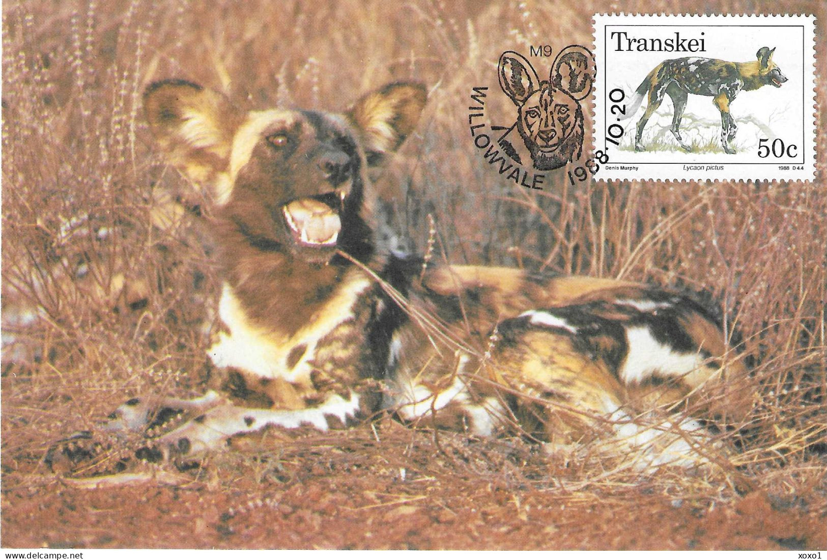Transkei South Africa 1988 MiNr. 229  Animals  African Wild Dog (Lycaon Pictus) MC 1.80 € - Dogs