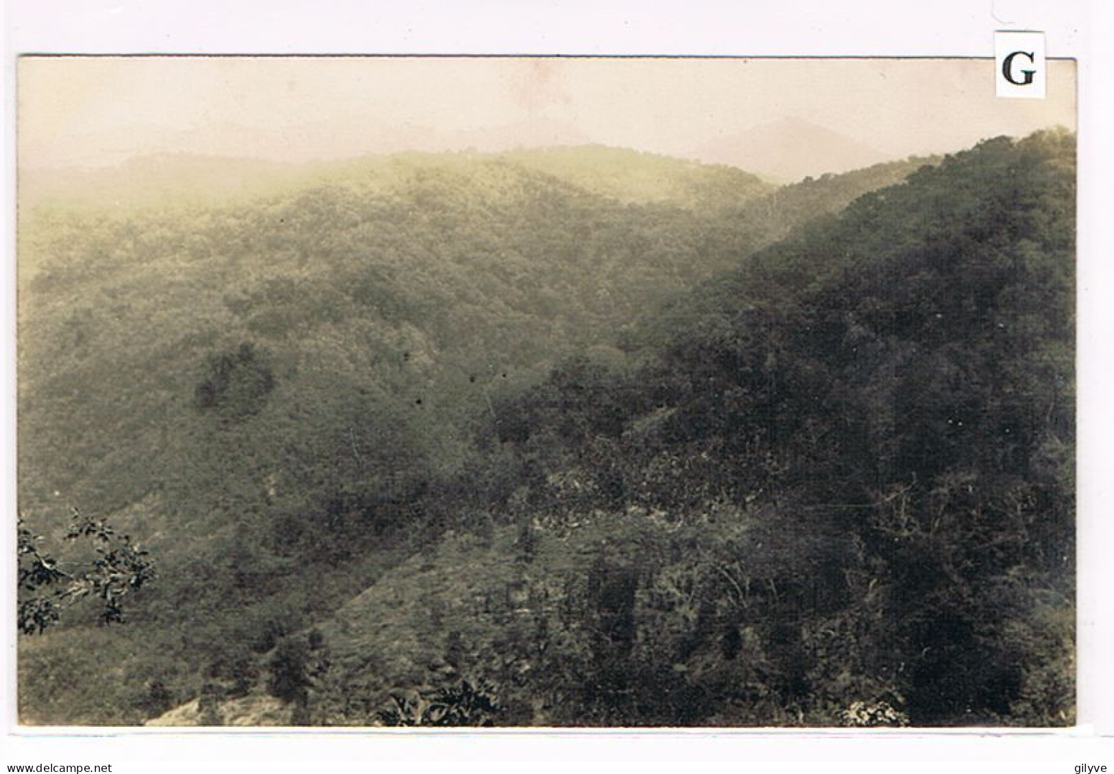 Rare Carte Photo. Mexique. Plantation De Café De San Patricio. Vue D'ensemble Des Terrains Vierges (039) - Landbouw