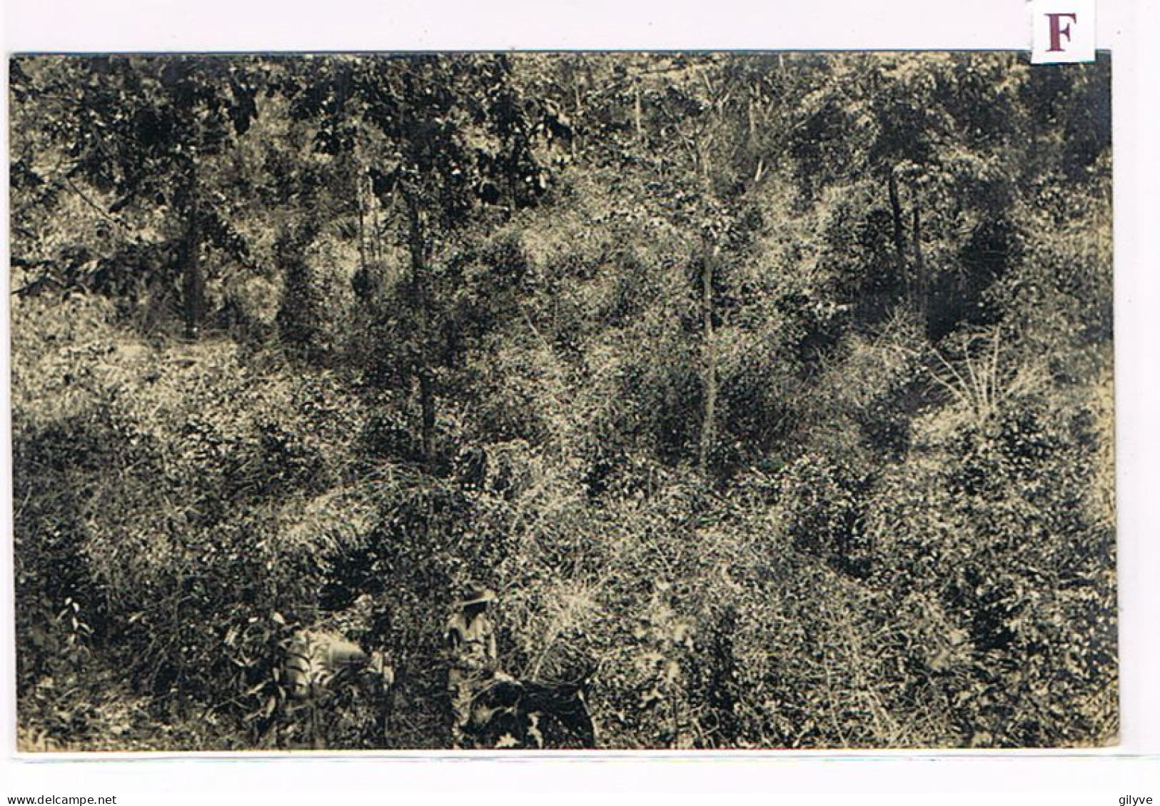 Rare Carte Photo. Mexique. Plantation De Café De San Patricio. Plantation. Mr.Valéra Et Hocquart En Bas.(041) - Landbouw