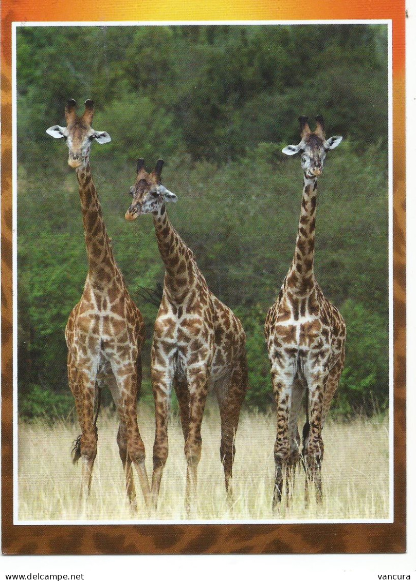 Czech Republic Giraffes - Giraffe