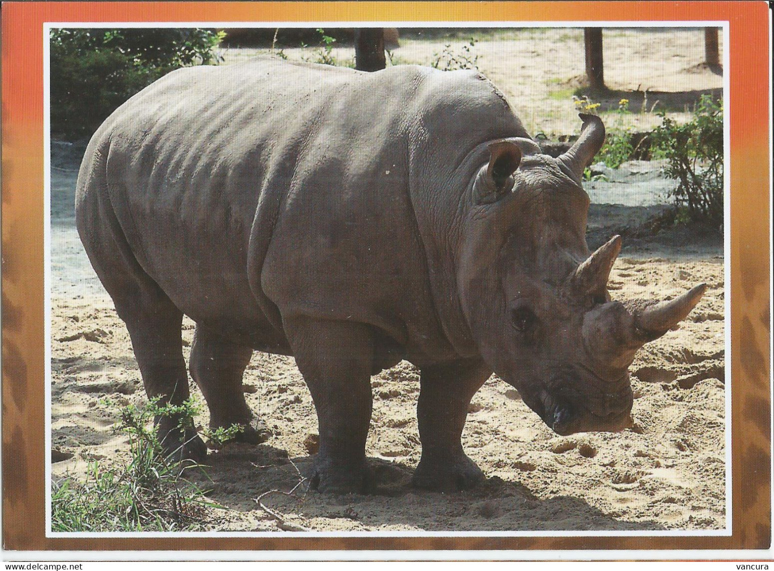 Czech Republic Rhino - Rinoceronte