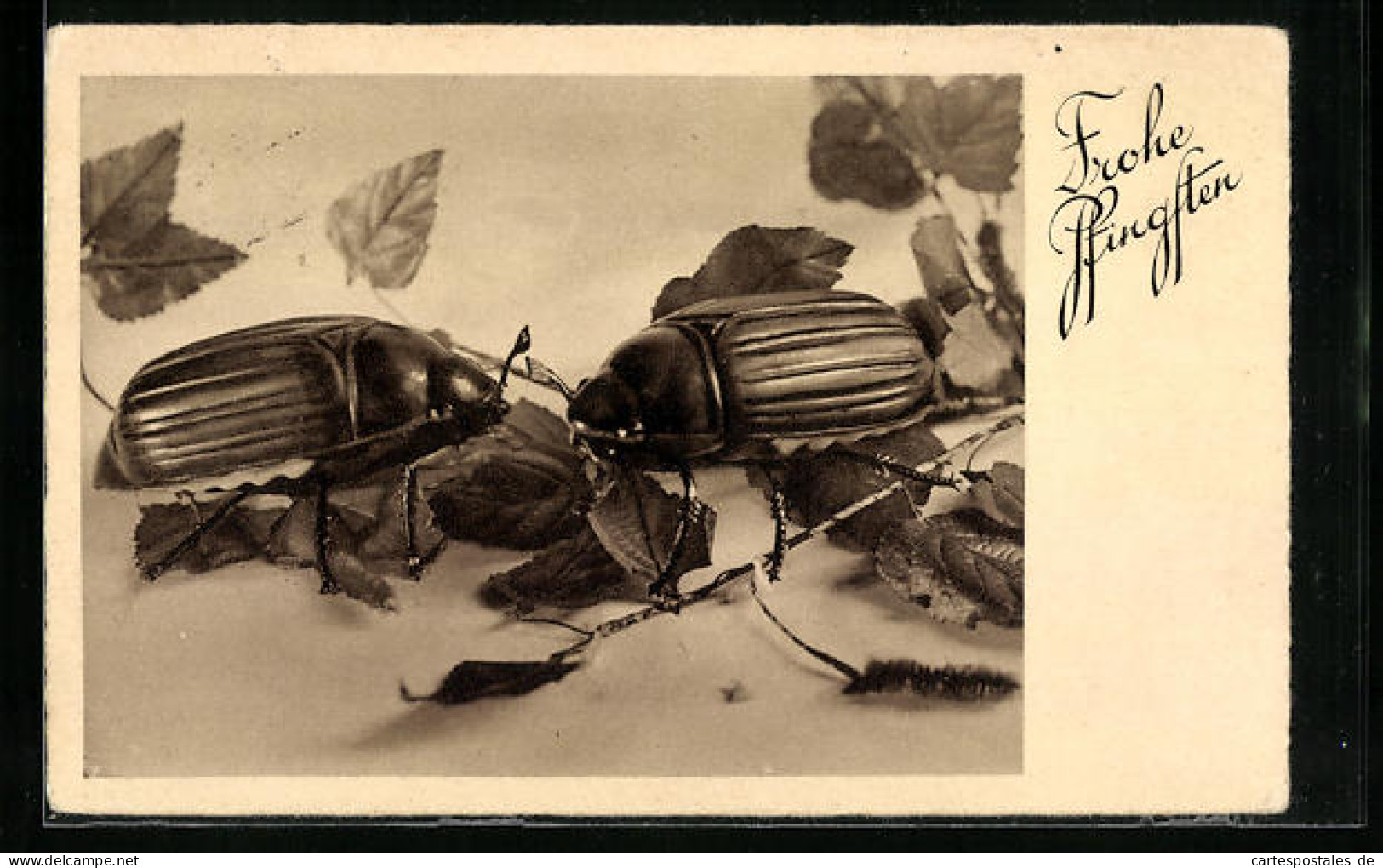 AK Zwei überlebensgrosse Maikäfer Mit Blättern, Pfingstgruss  - Insects