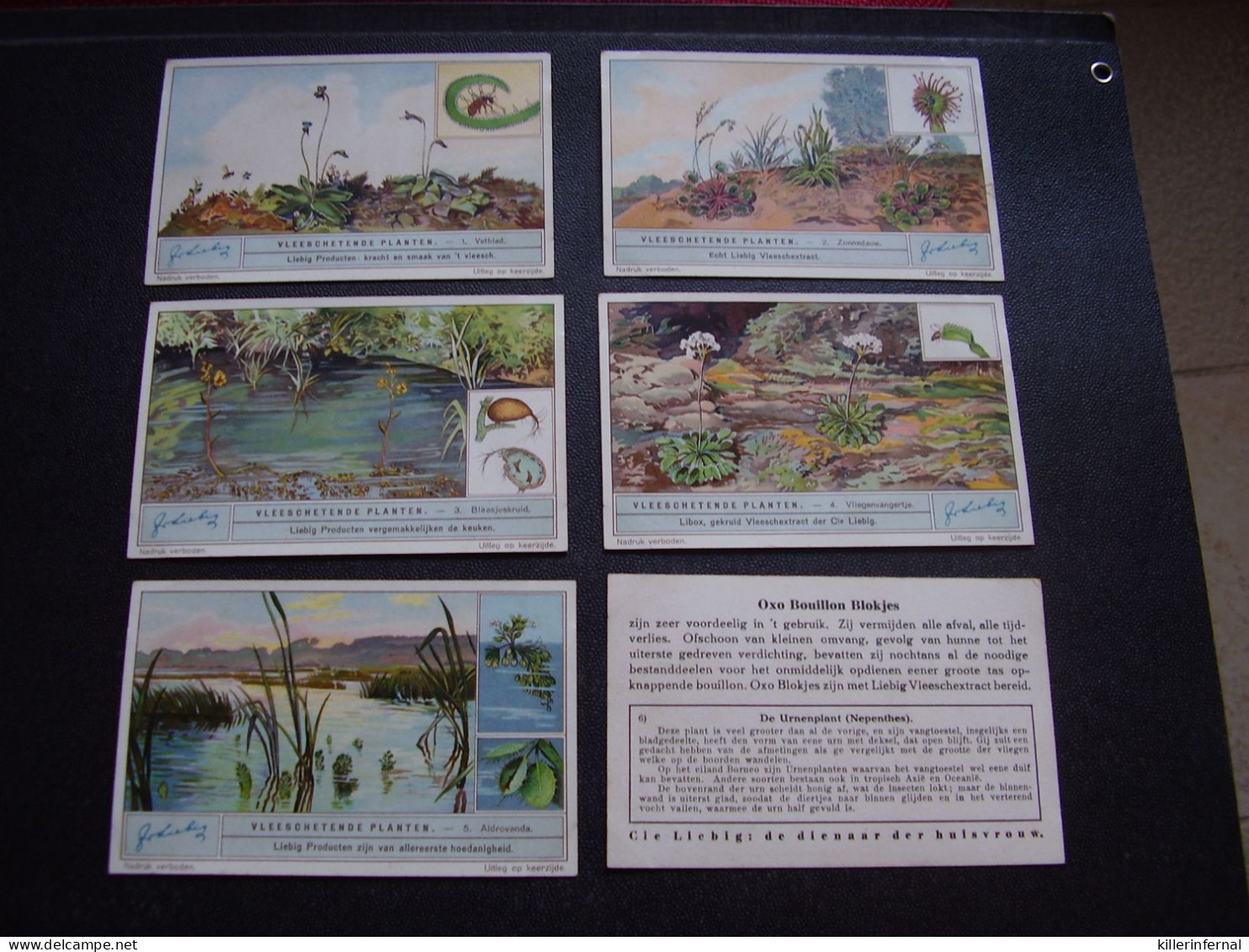 Original Old Cards Chromos Liebig S 1282 Plantes Carnivores Complet - Liebig