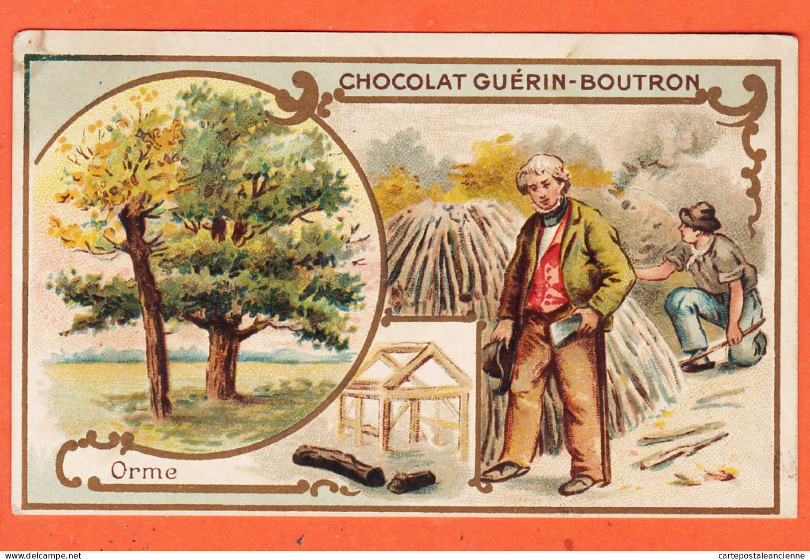 24825 /⭐ Chromo Chocolat GUERIN-BOUTRON ◉ ORME Arbre Famille Ulmacées Charpent ◉ PARIS Rue MAROC Poissonniere St-Sulpice - Guérin-Boutron