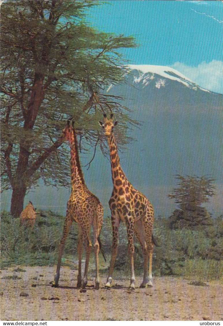 TANZANIA - Giraffe With Mt Kilimanjaro In Background 1972 - Tanzanie