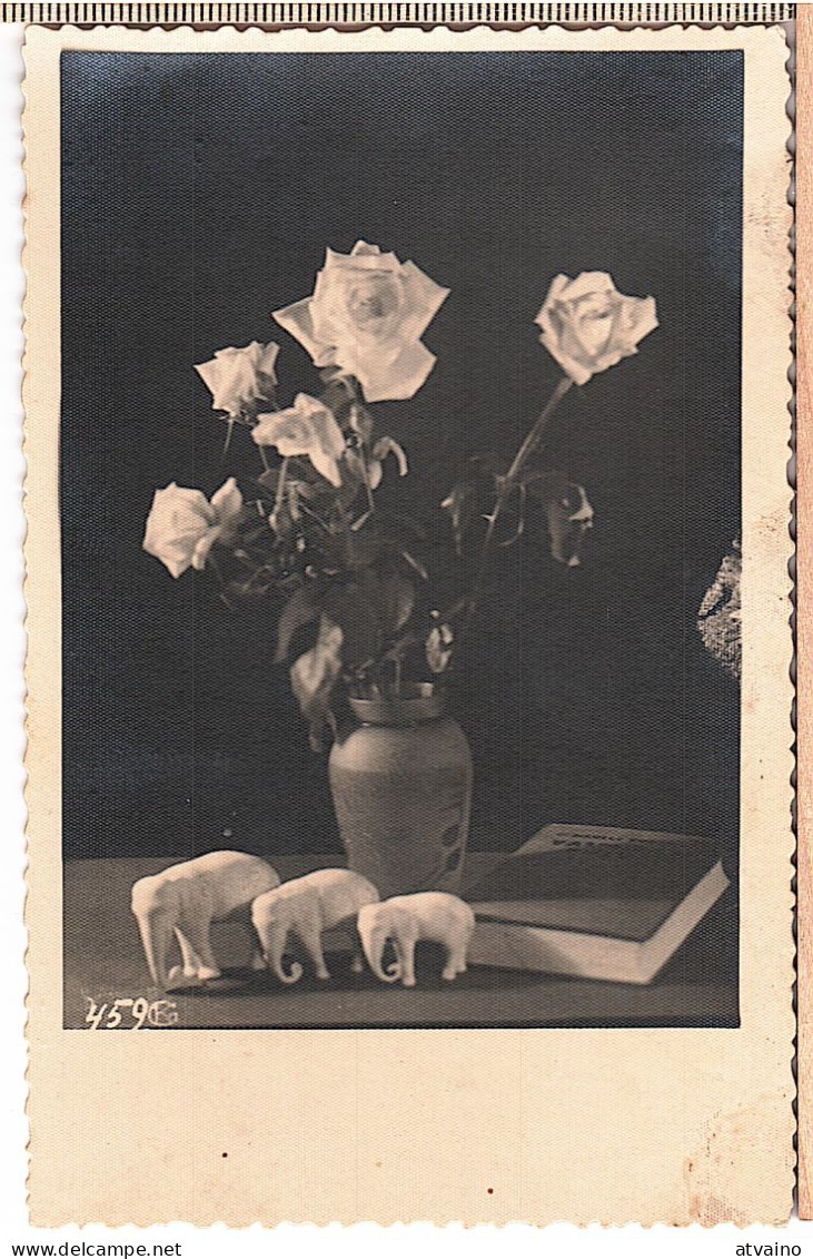 Happy ELEPHANT Figures Vintage PHOTO 1935 - Olifanten