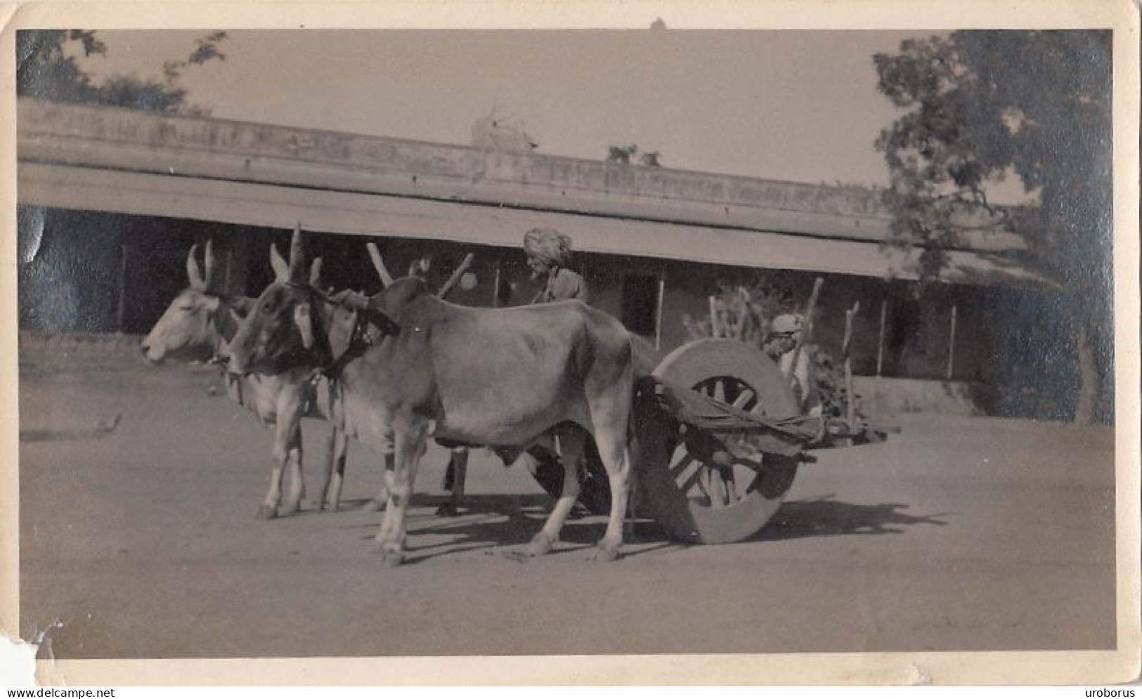 INDIA - Jaipur 1925 - The Bullock Cart - Azië