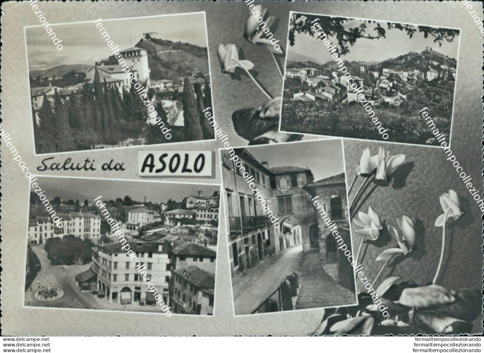 Bl597 Cartolina Saluti Da Asolo Provincia Di Treviso - Treviso