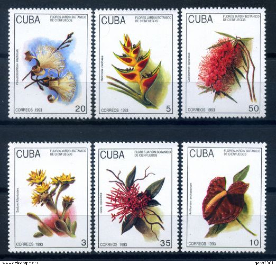 Cuba 1993 / Flowers MNH Flores Blumen Fleurs / Hk44  1-37 - Sonstige & Ohne Zuordnung