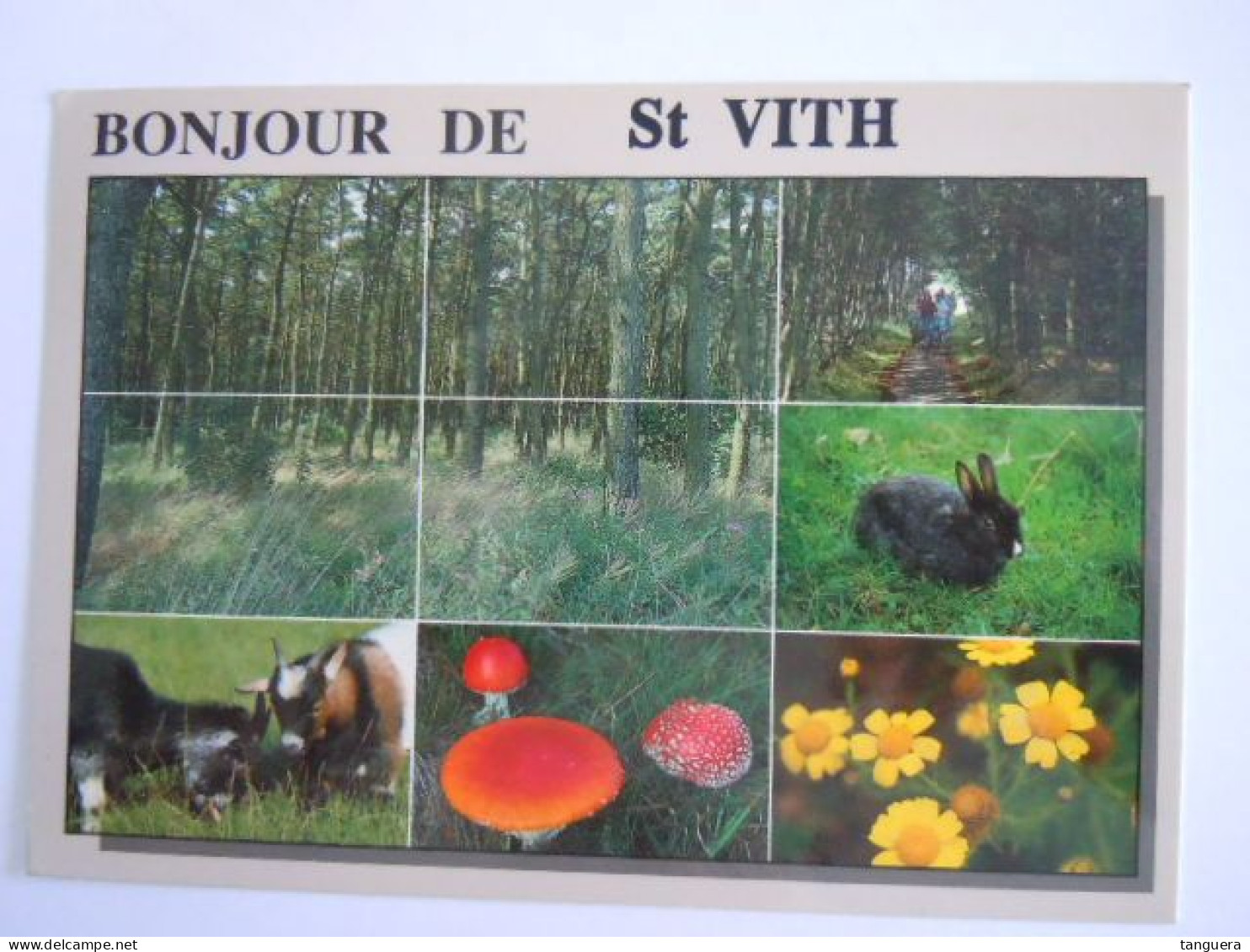 Bonjour De St Vith Multi-vues Forêt - Lièvre - Chèvre Champignons Fleurs Circulée 1995 (701) - Sankt Vith