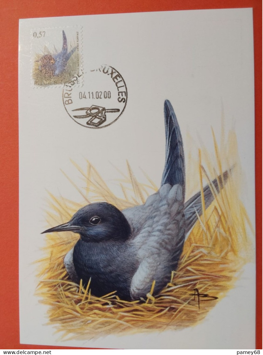 Carte Maximum Oiseaux De Buzin Guifette Noire 04.11.2002 - 1985-.. Vögel (Buzin)