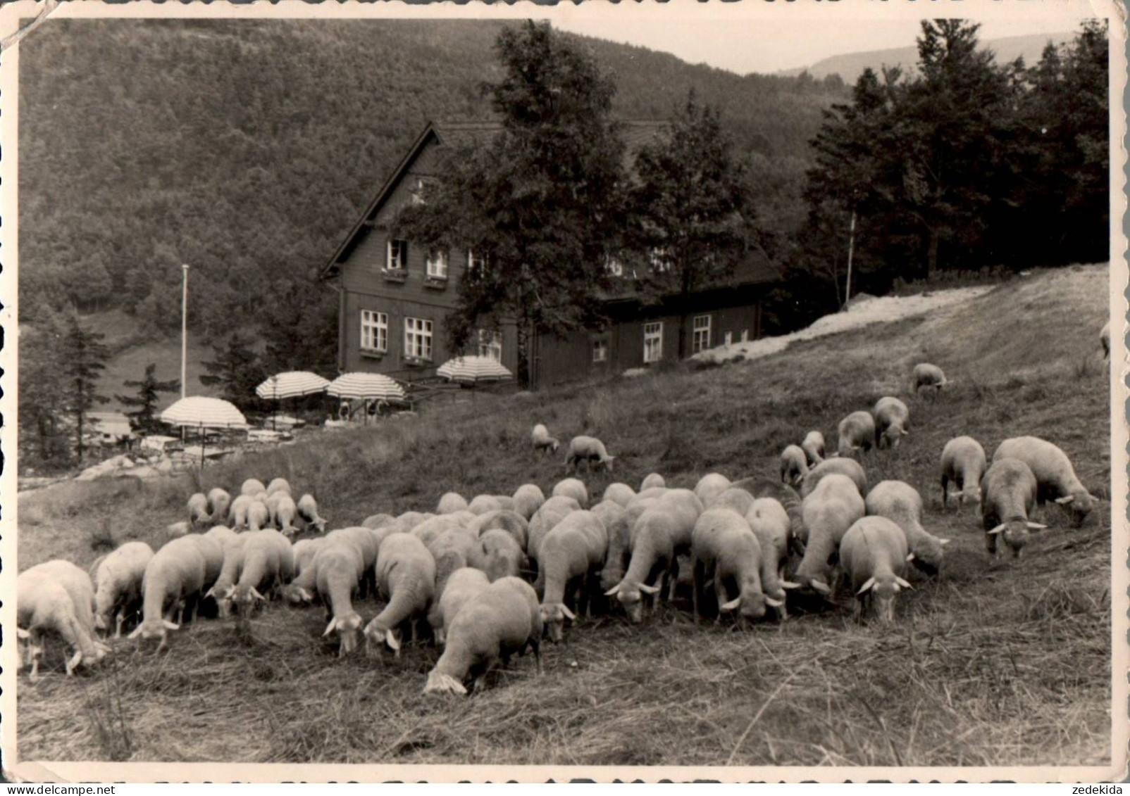 H1414 - Hubertusbaude Waltersdorf - Betriebsferienheim VEB Robur Werke Zittau - Schaf Schafe Schafherde - Zittau