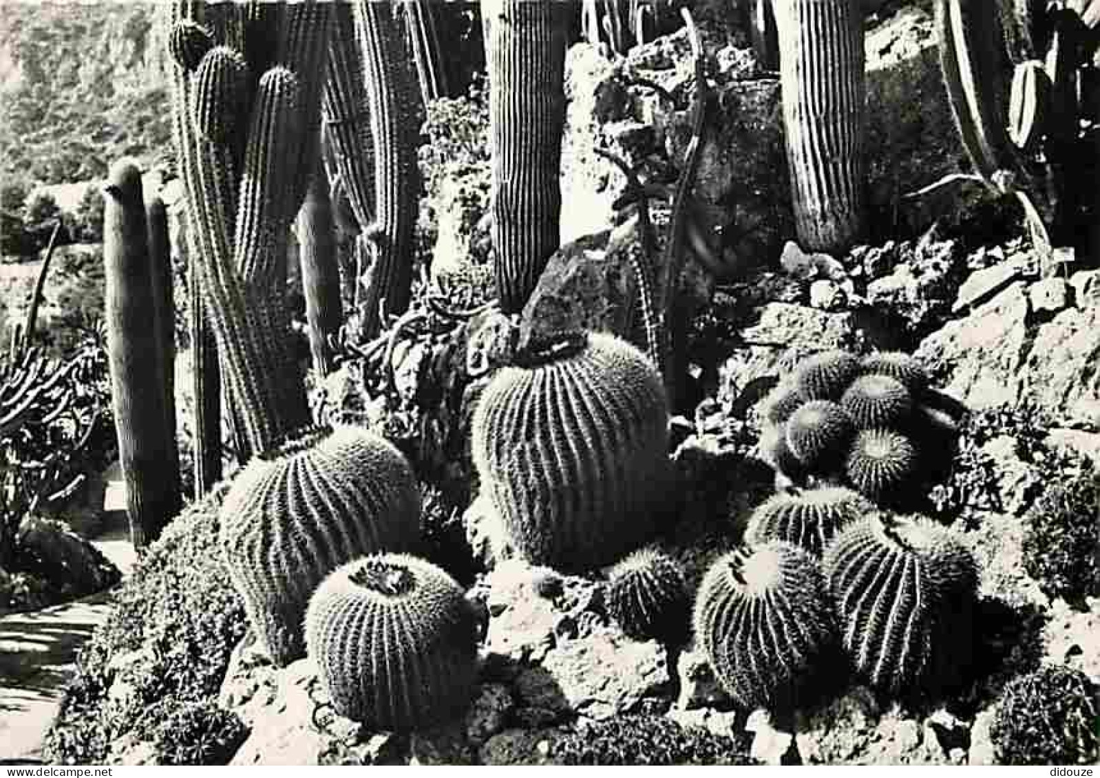 Monaco - Le Jardin Exotique - Echinocactus Grusani - Pilocereus - CPM - Voir Scans Recto-Verso - Jardín Exótico